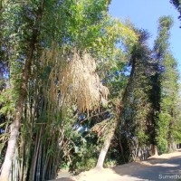 Dendrocalamus giganteus Munro